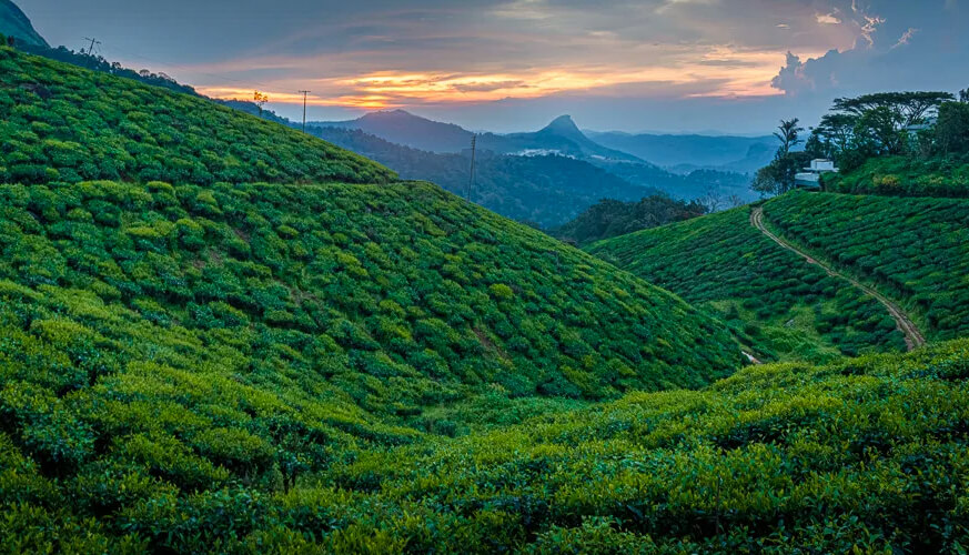 Munnar Tea Hills Resorts Munnar